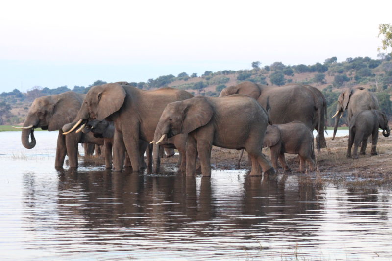 Liquid Giraffe, Botswana, Okavango Delta, Chobe National Park, Moremi Game Reserve, Botswana Safari Experts, Botswana Safari Accommodation, Safari Camp