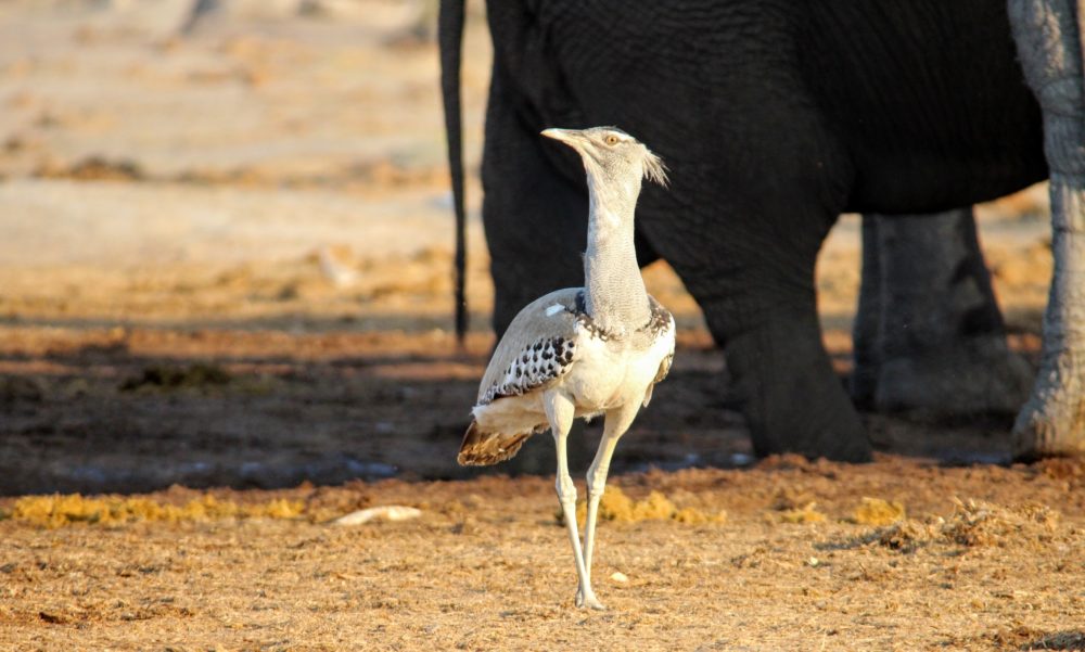 Liquid Giraffe, Botswana Birding Safari, Birding Safari, Botswana Birding, Birding Destinations