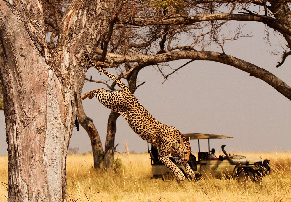 Liquid Giraffe, Botswana Safari, Botswana Safari Camps, Botswana Game Drive, Leopard