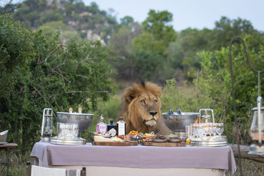 Liquid Giraffe, Big 5 Safari South Africa, African Wildlife, Lion in Londolozi