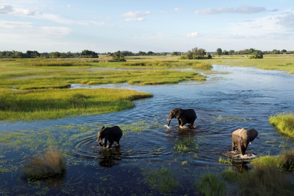 Liquid Giraffe, Okavango Delta Botswana, Africa Wetlands