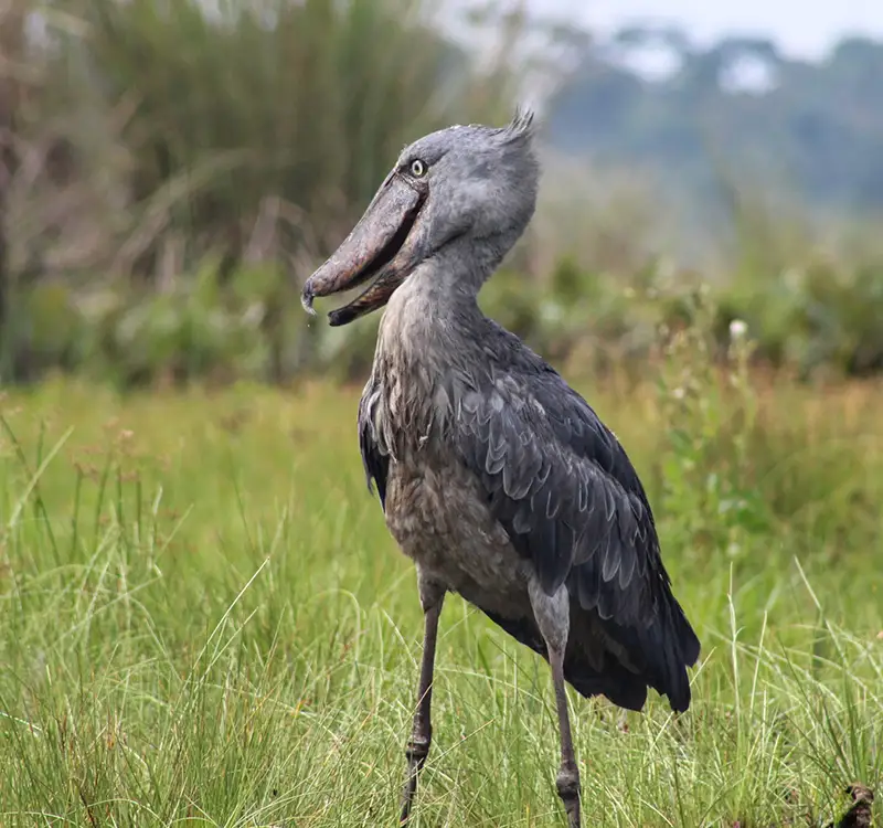 Uganda